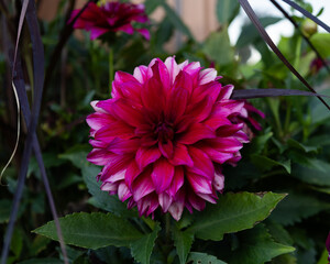 pink and white dahlia flower