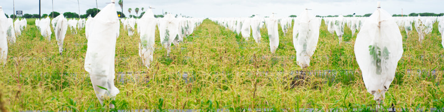 Panorama view red grapefruit farm row of young citrus plant under polyethylene mesh cover to prevent Asian citrus psyllid ACP spread greening disease, huanglongbing HLB, Hargill, South Texas
