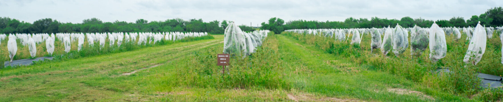 Panorama view red grapefruit farm row of young citrus plant under polyethylene mesh cover to prevent Asian citrus psyllid ACP spread greening disease, huanglongbing HLB, Hargill, South Texas