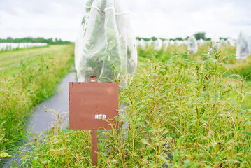 Red grapefruit farm with row of young citrus plant under high-density polyethylene mesh cover to...