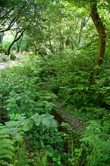 footpath in the forest