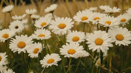 Fototapeta premium The landscape of white daisy blooms in a field 
