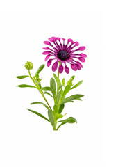 Osteospermum fruticosum flower on the white background