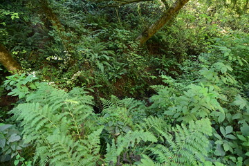 green moss on the stone