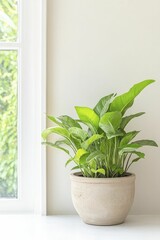 Fototapeta premium Incorporating indoor plants enhances air quality and infuses vibrant colors into living environments, creating a refreshing and organic atmosphere.