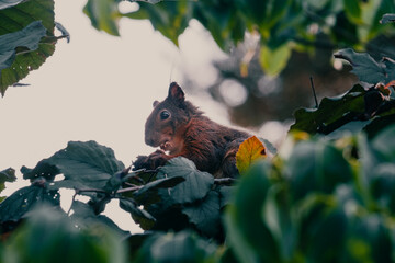 squirrel in a tree