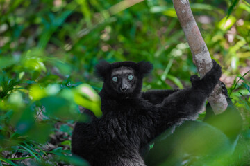 Lemur Indri indri, babakoto largest lemur from Madagascar