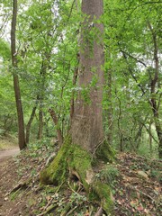 Green forest, tree stem and roots covered with moss