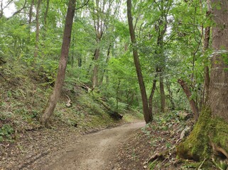 Green forest with winding road