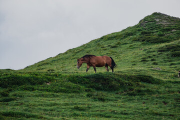 horses in the mountains