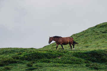 horse in the meadow