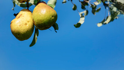 Two ripe pears hanging from tree branch with green leaves against bright blue sky highlighting freshness and abundance of season