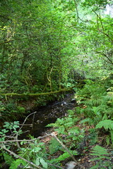 path in the woods