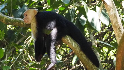 Kapuzineraffe relaxt auf Ast