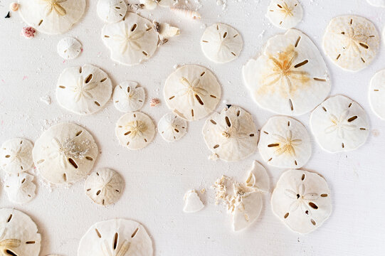 Collection of newly found sand dollars 