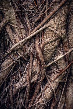 contorted tree branches wrapped around themselves