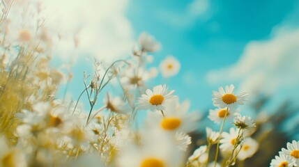 Bright Daisy Field Under Blue Sky