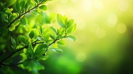 Obraz premium Lush Green Leaves in Soft Light