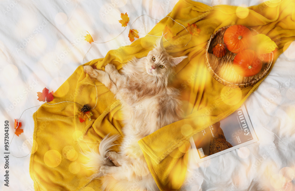 Wall mural maine coon cat with pumpkins and autumn leaves on bed, top view