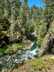 mountain river in the forest