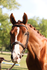 Extreme closeup of a domestic saddle horse on a rural animal farm. Portrait of an angloarabian...