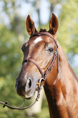 Extreme closeup of a domestic saddle horse on a rural animal farm. Portrait of an angloarabian chestnut colored stallion against green natural background