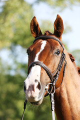 Obraz premium Extreme closeup of a domestic saddle horse on a rural animal farm. Portrait of an angloarabian chestnut colored stallion against green natural background