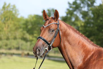 Extreme closeup of a domestic saddle horse on a rural animal farm. Portrait of an angloarabian...