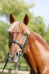 Extreme closeup of a domestic saddle horse on a rural animal farm. Portrait of an angloarabian...