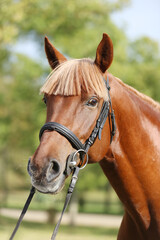Extreme closeup of a domestic saddle horse on a rural animal farm. Portrait of an angloarabian...