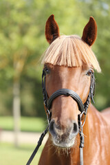 Extreme closeup of a domestic saddle horse on a rural animal farm. Portrait of an angloarabian chestnut colored stallion against green natural background