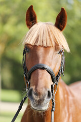 Extreme closeup of a domestic saddle horse on a rural animal farm. Portrait of an angloarabian...