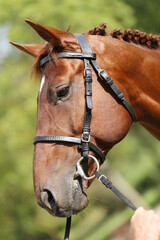 Fototapeta premium Extreme closeup of a domestic saddle horse on a rural animal farm. Portrait of an angloarabian chestnut colored stallion against green natural background