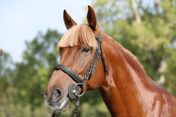 Extreme closeup of a domestic saddle horse on a rural animal farm. Portrait of an angloarabian chestnut colored stallion against green natural background