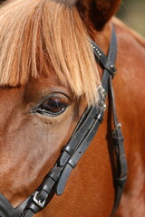 Extreme closeup of a domestic saddle horse on a rural animal farm. Portrait of an angloarabian...