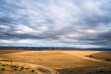 Sunset over Wheat fields with yellow wheat and dark blue sky, in Eastern Oregon. USA.