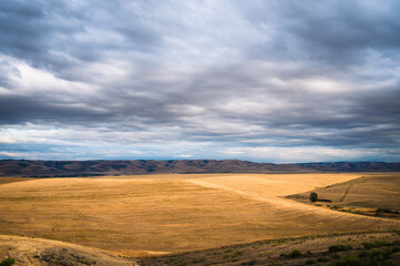 Fototapeta premium Sunset over Wheat fields with yellow wheat and dark blue sky, in Eastern Oregon. USA.