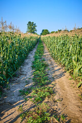 Serene Cornfield with Dirt Path on a Sunny Day Eye-Level Perspective