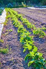 Young Green Plants in Neat Rows at Eye-Level in Fort Wayne Farm