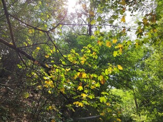 Autumn maple tree with yellow and green leaves in sunlight