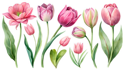 Fototapeta premium Set of flower clipart: soft pink flowers and tulip buds. Ideal for greetings, cards, packaging, spring designs, botanical illustrations and creative projects.