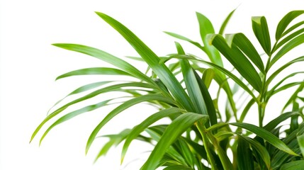 Fototapeta premium Lush Green Plant Leaves