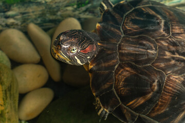 Close-Up of Red-Eared Slider Turtle in Aquarium with Rocks and Aquatic Plants