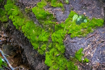 Moss on stone. Nature concept. High quality photo
