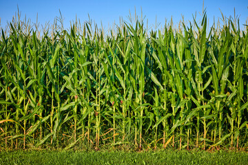 Lush Cornfield with Tall Green Stalks Against Blue Sky at Eye Level