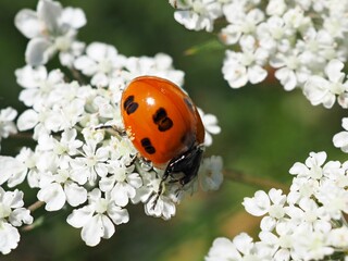 Marienkäfer (Coccinellidae) auf weißer Blüte mit unscharfem Hintergrund