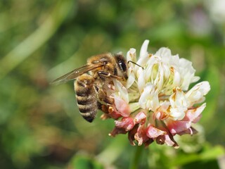 Biene (Anthophila) auf Blüte mit unscharfem Hintergrund