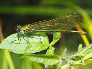 Makro einer Libellen (Odonata) vor einem unscharfen Hintergrund