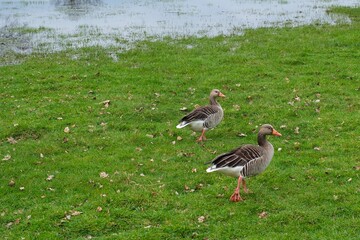 Kanadagänse auf einer Wiese an einer Sumpflandschaft