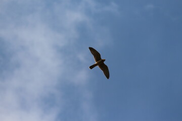 A Common Kestrel in Alsace 